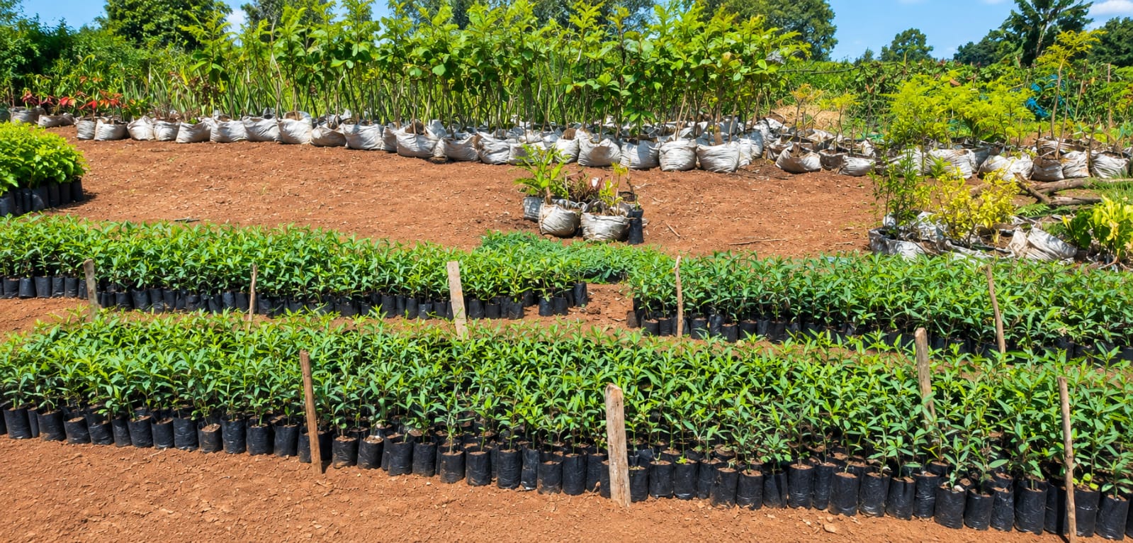 Seedlings in the community nursery