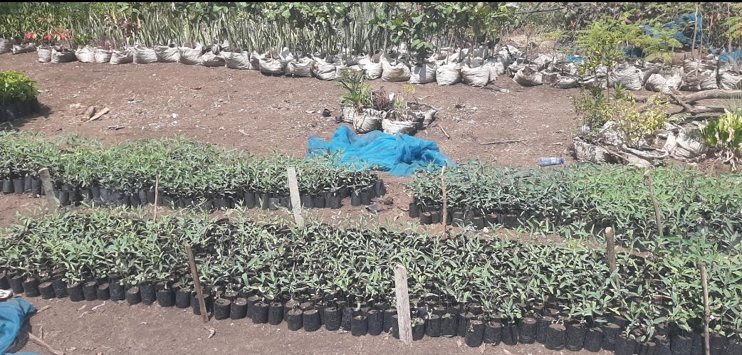 Seedlings in the community nursery